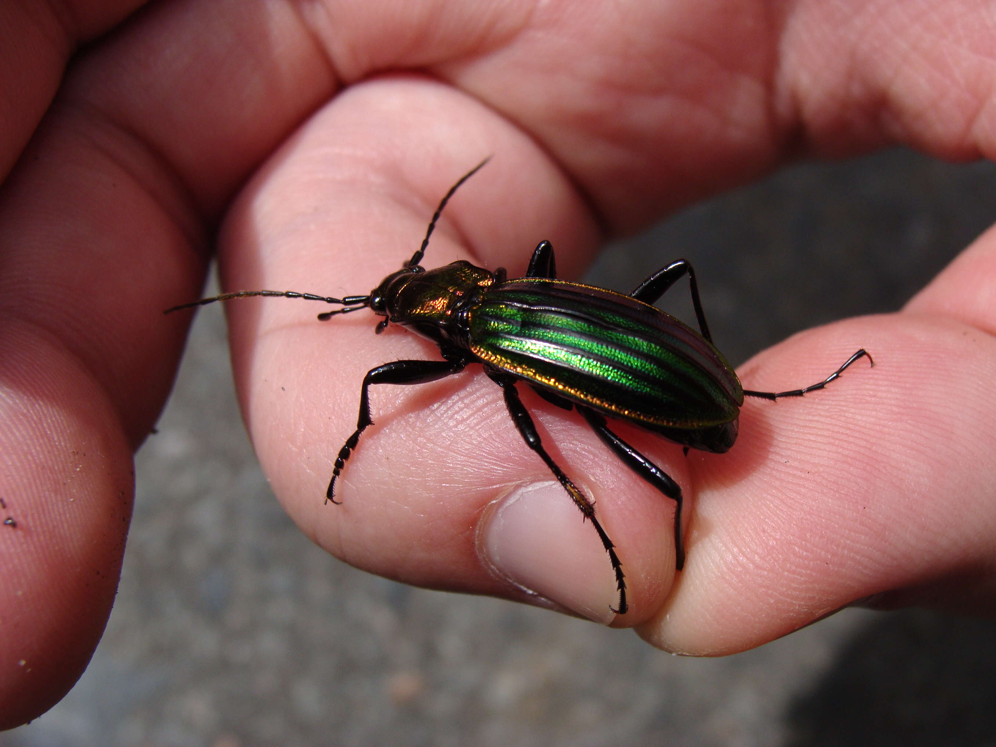 Image of Carabus (Chrysocarabus) basilicus Chevrolat 1836