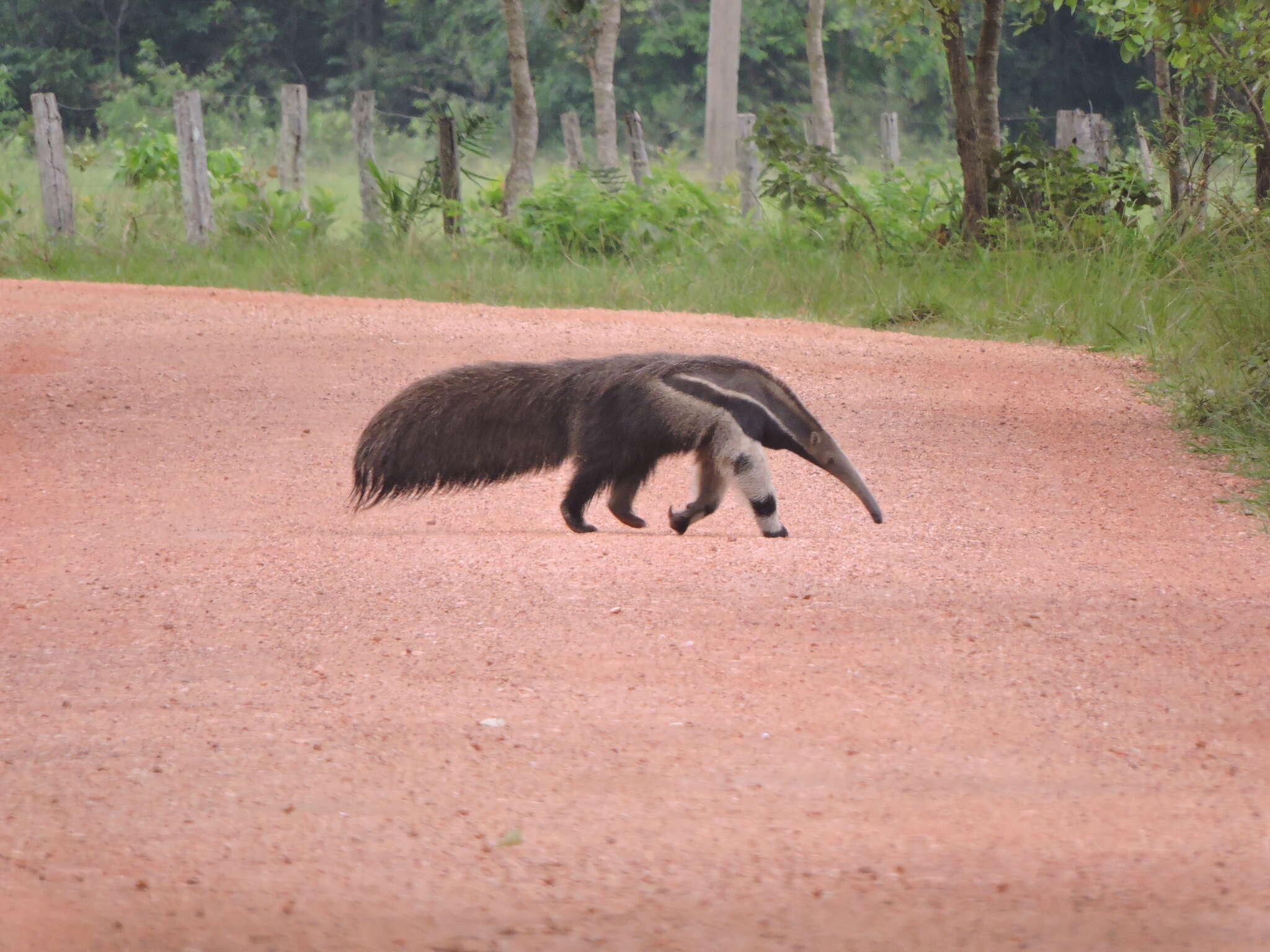 Image of Giant anteaters