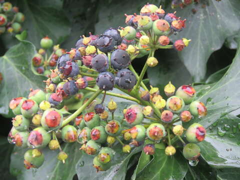 Image of Hedera nepalensis K. Koch