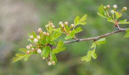 Image of Midland Hawthorn