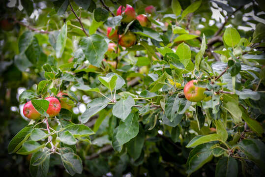 Image of paradise apple