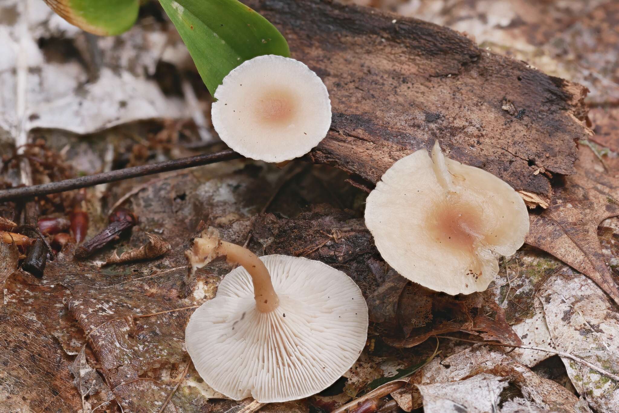 Image of Clitocybe