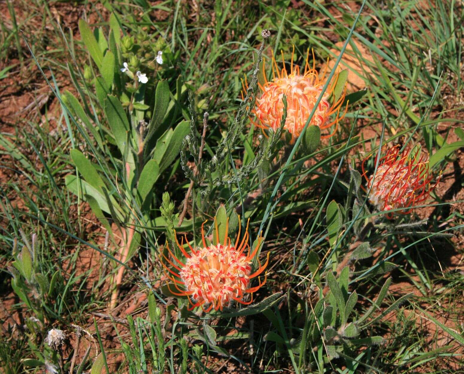 Imagem de Leucospermum gerrardii Stapf