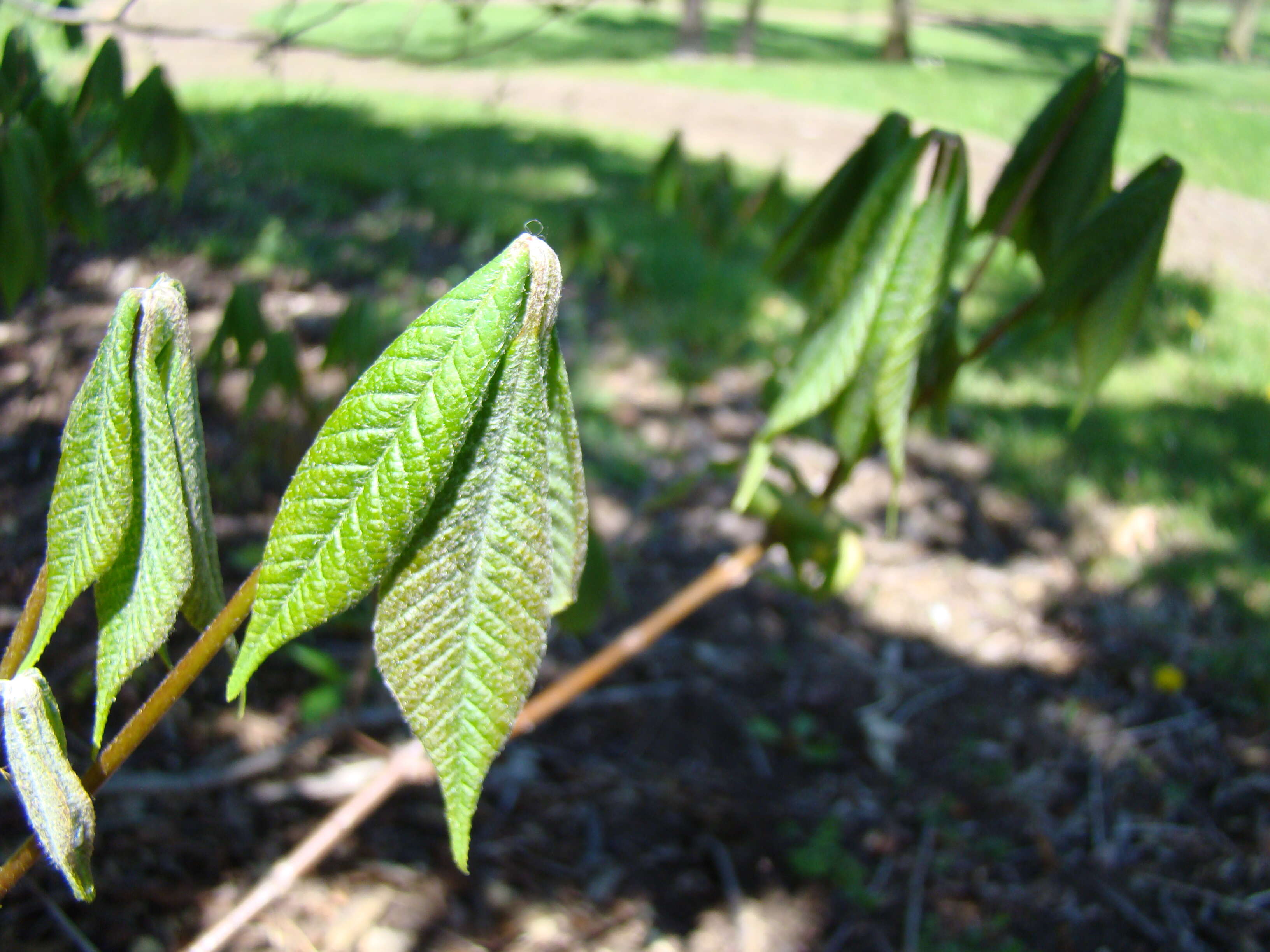 Imagem de Aesculus parviflora Walt.