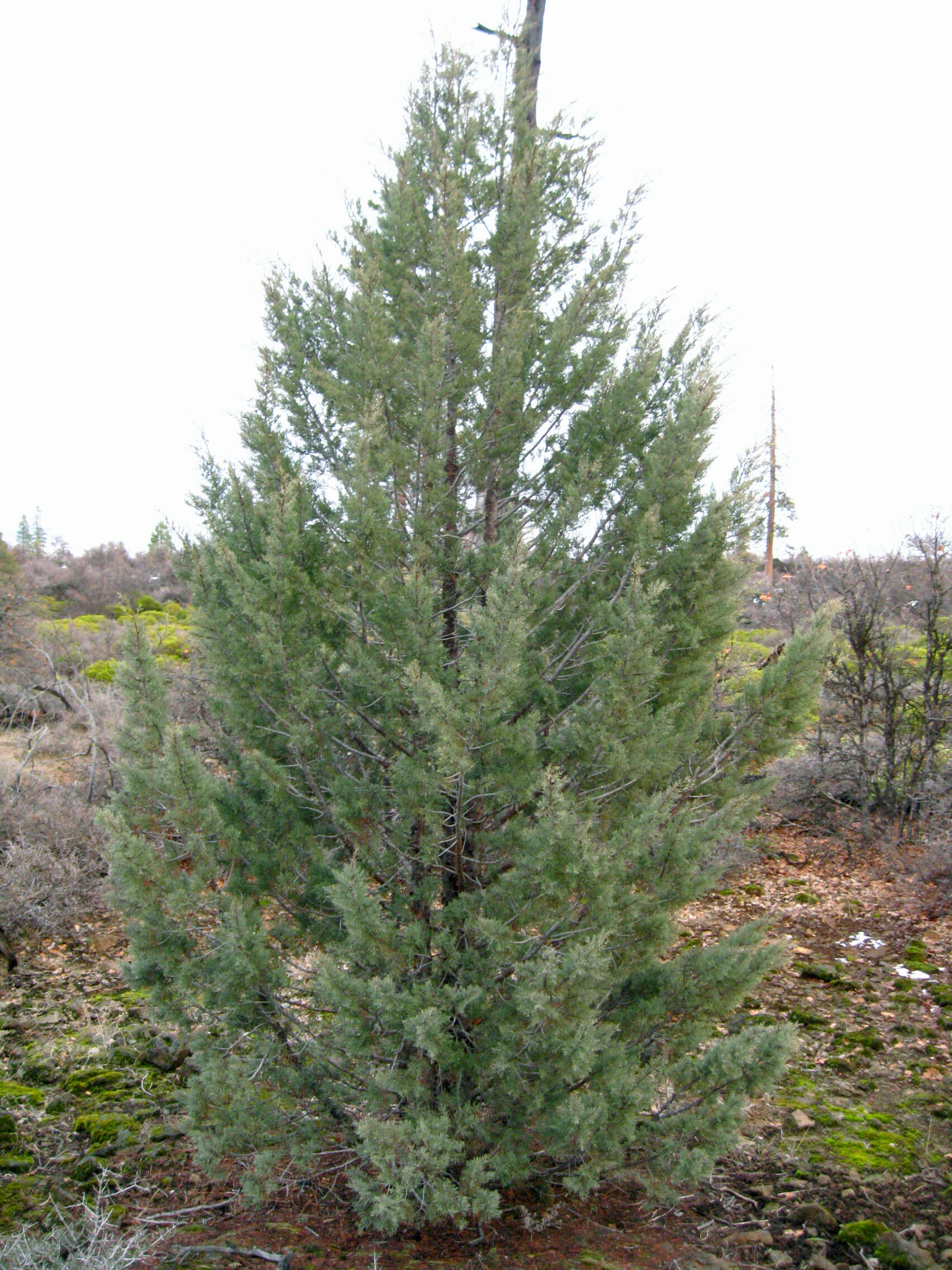 Cupressus bakeri Jeps.的圖片