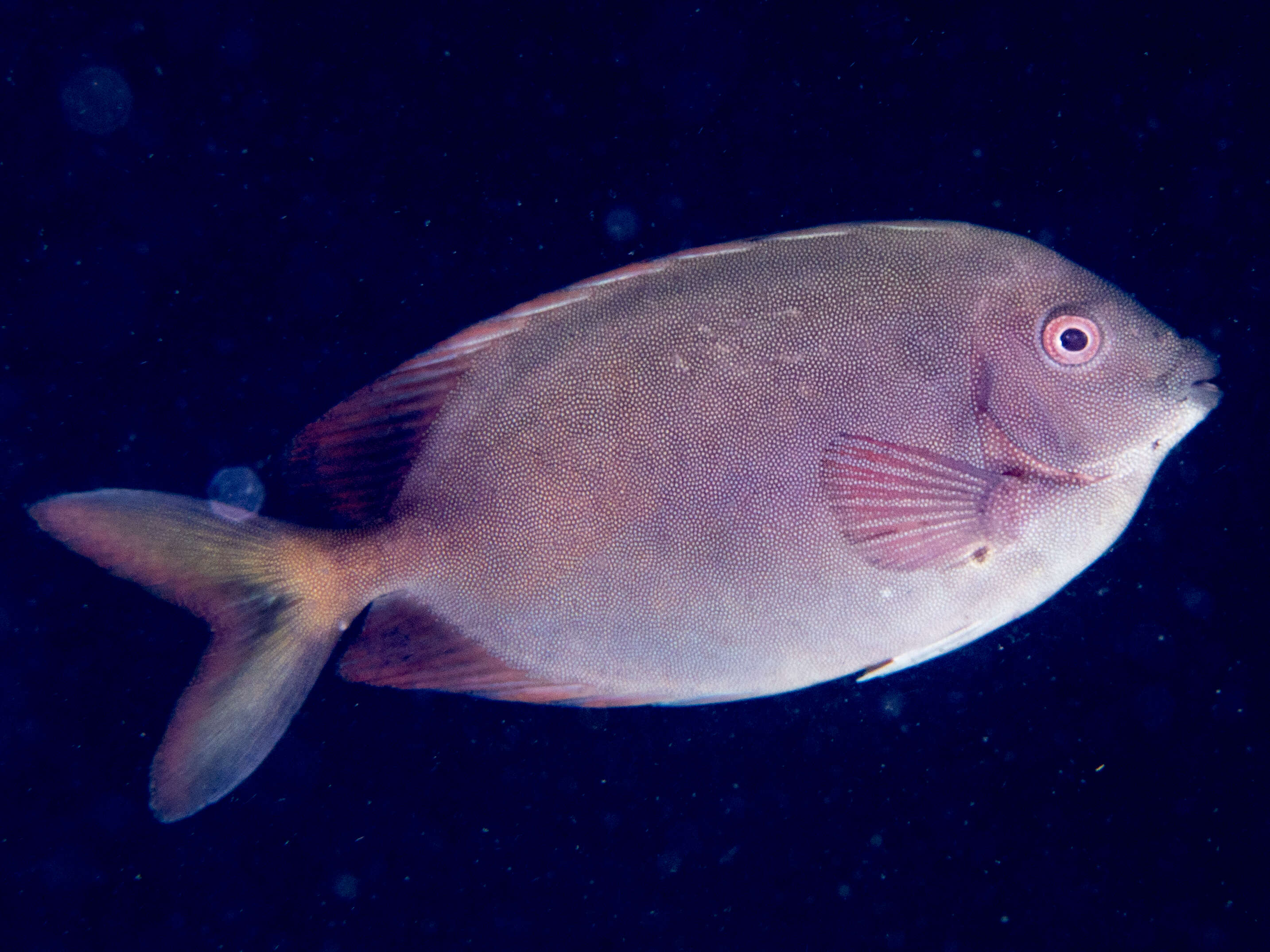 Image of Fine-spotted rabbitfish