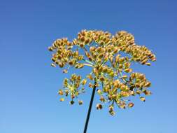 Image of Peucedanum palustre