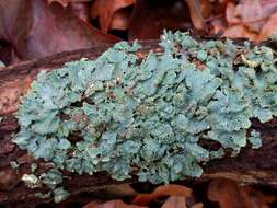 Image of Hammered shield lichen