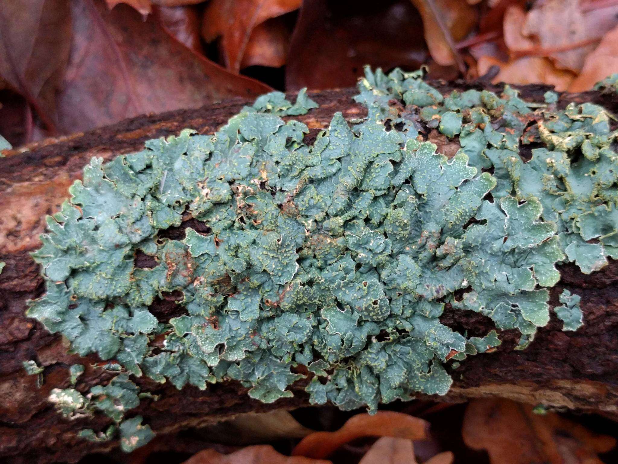 Image of Hammered shield lichen