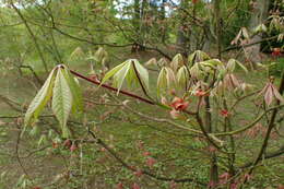 Imagem de Aesculus parviflora Walt.