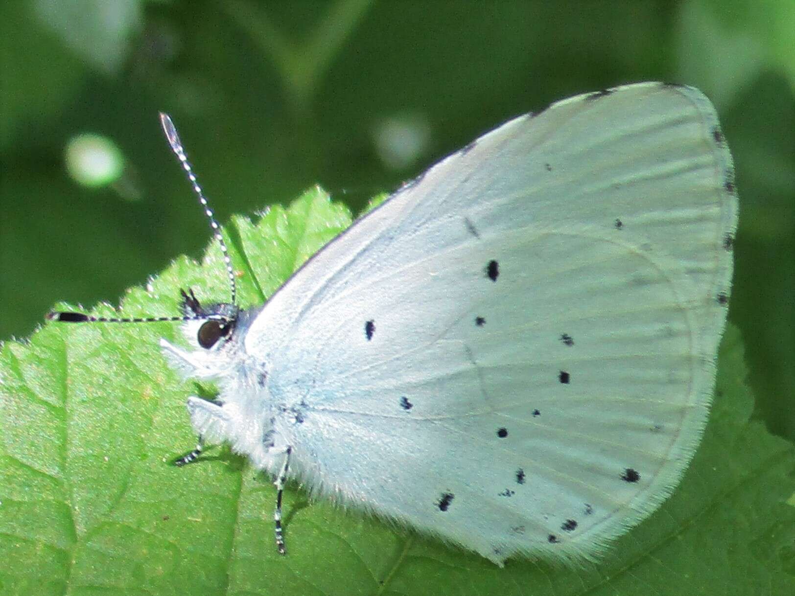 Image of holly blue