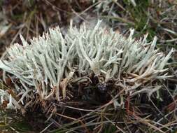 Image of Thorn cladonia