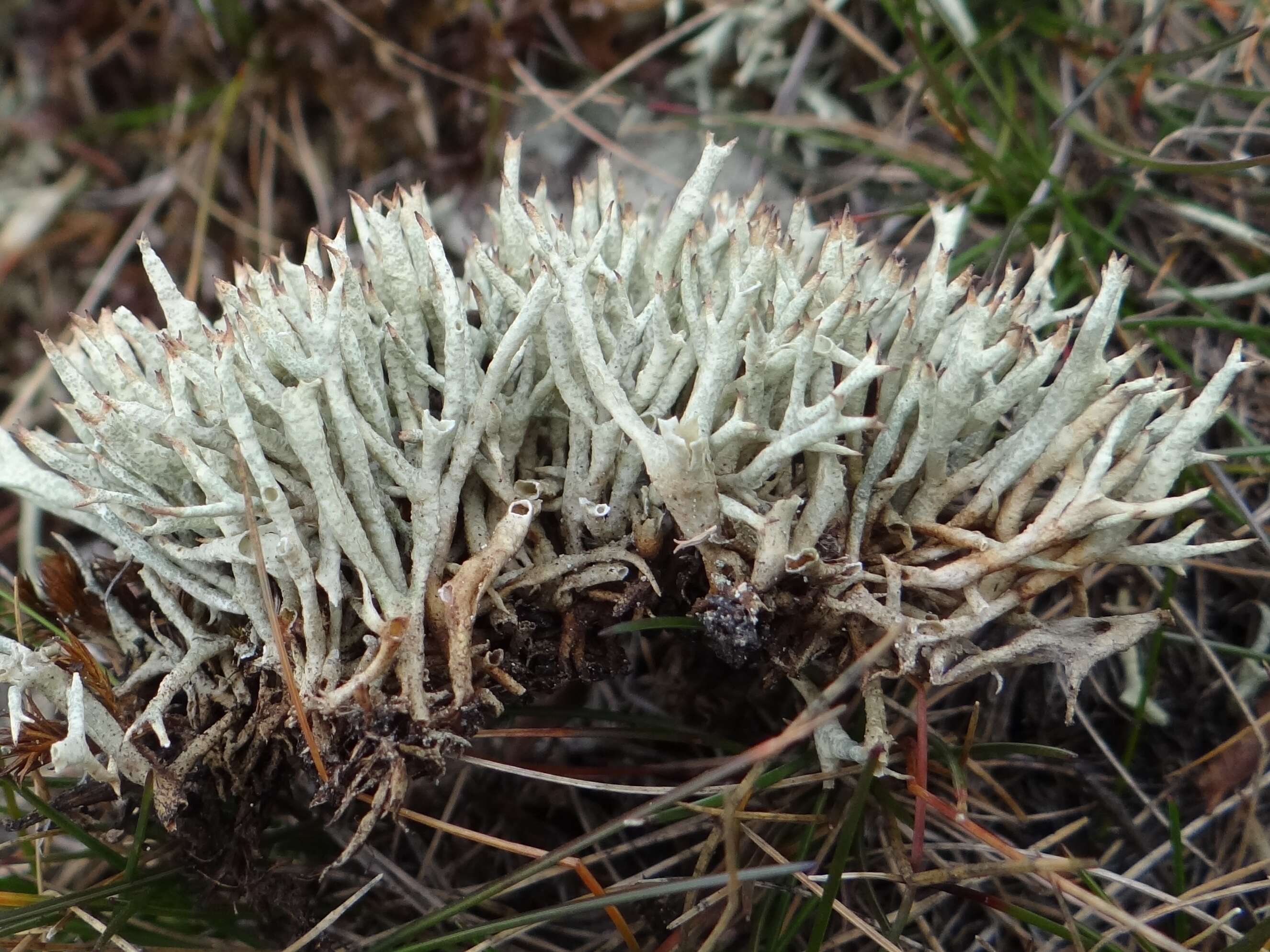 Image of Thorn cladonia