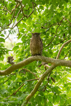 Image of Brown Fish Owl