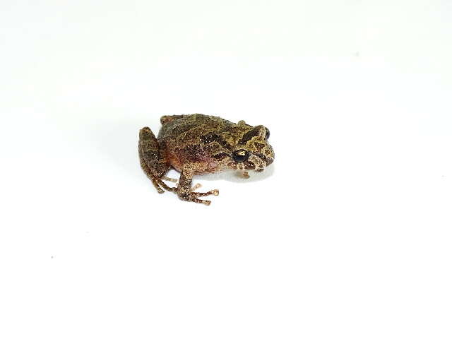 Image of Bogota Robber Frog