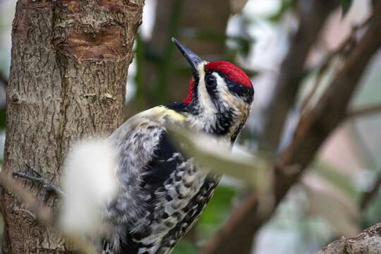 Image of Sapsucker