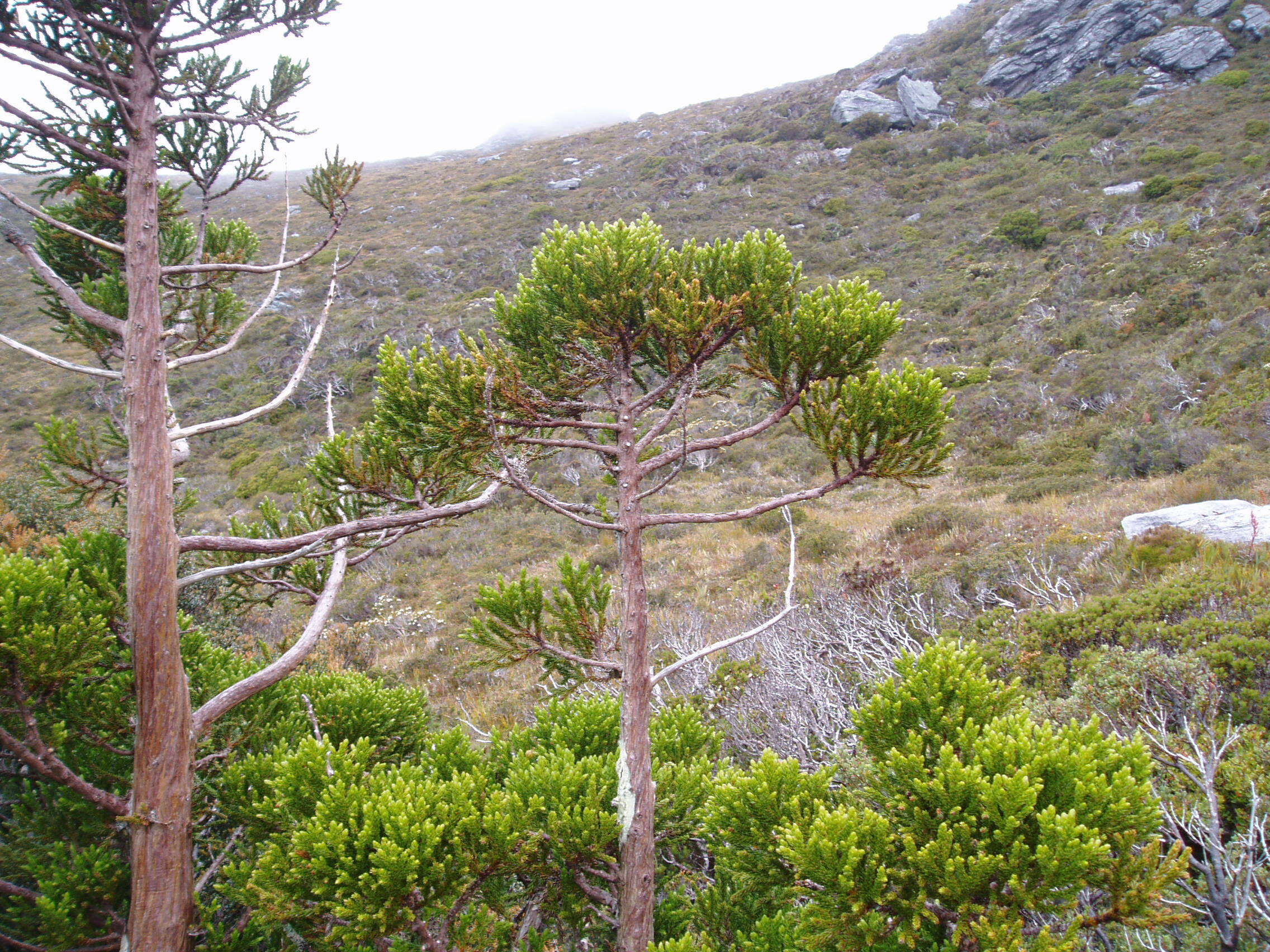 Image of King Billy Pine