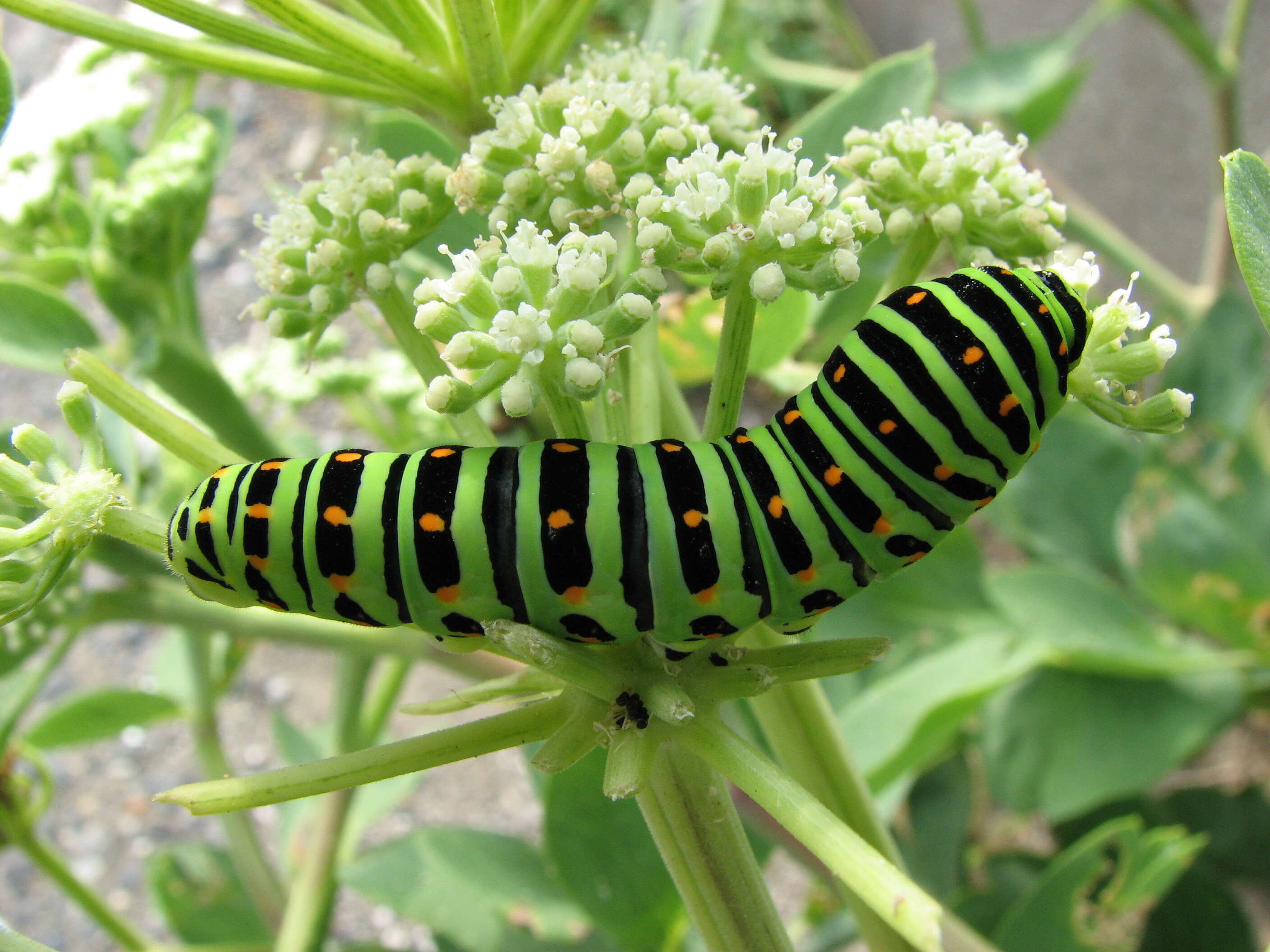 Image of Angelica japonica A. Gray