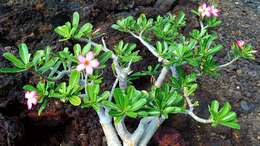 Image of Desert Rose