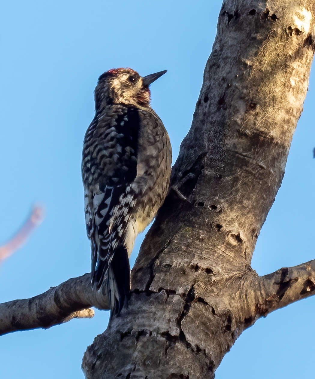 Image of Sapsucker