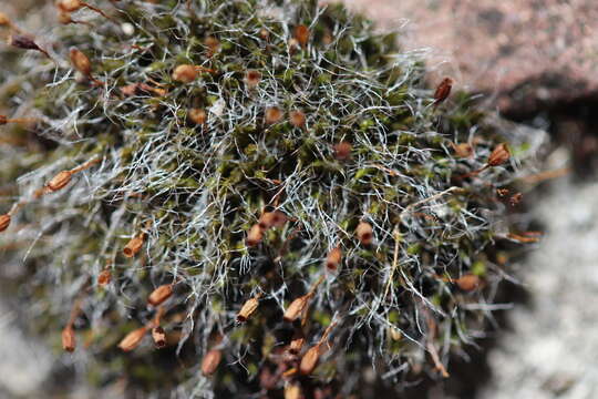 Image of pulvinate dry rock moss