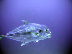 Image of African Pompano