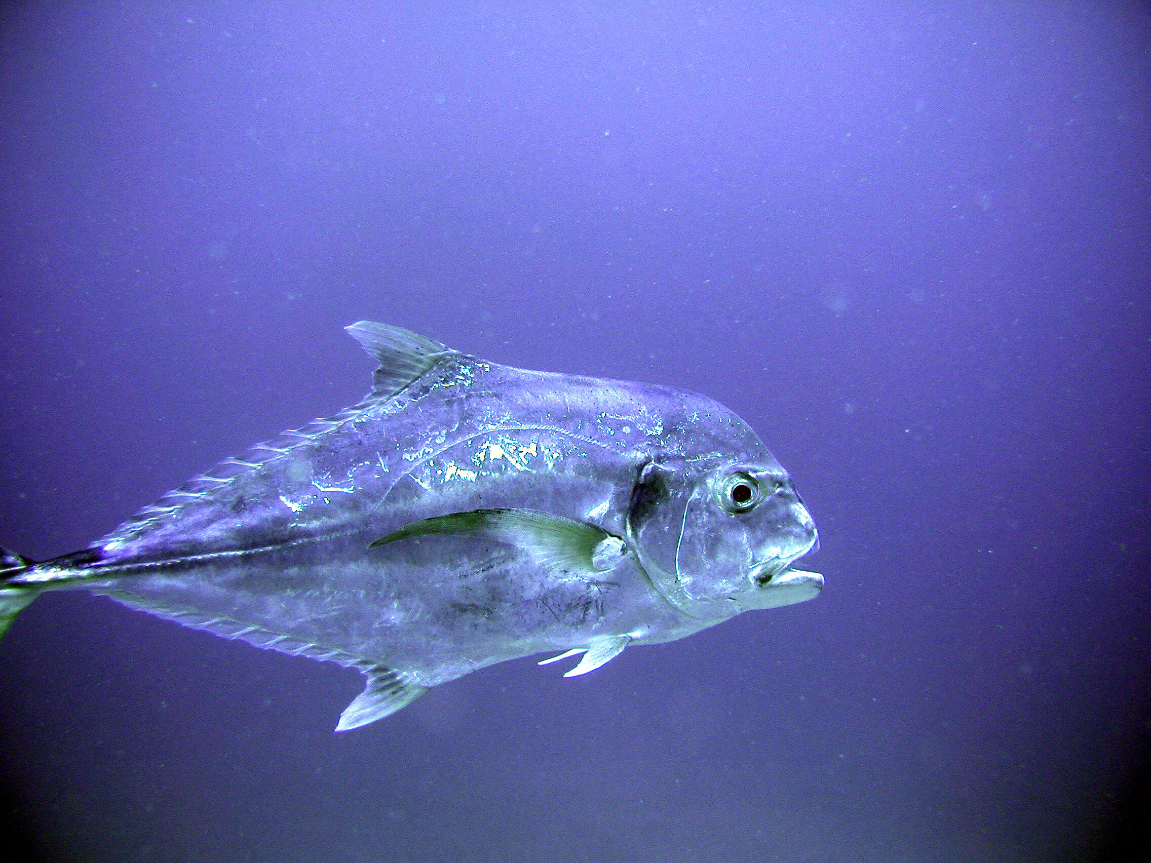 Image of African Pompano