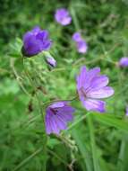 Image of hedgerow geranium