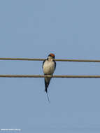 Hirundo smithii Leach 1818 resmi