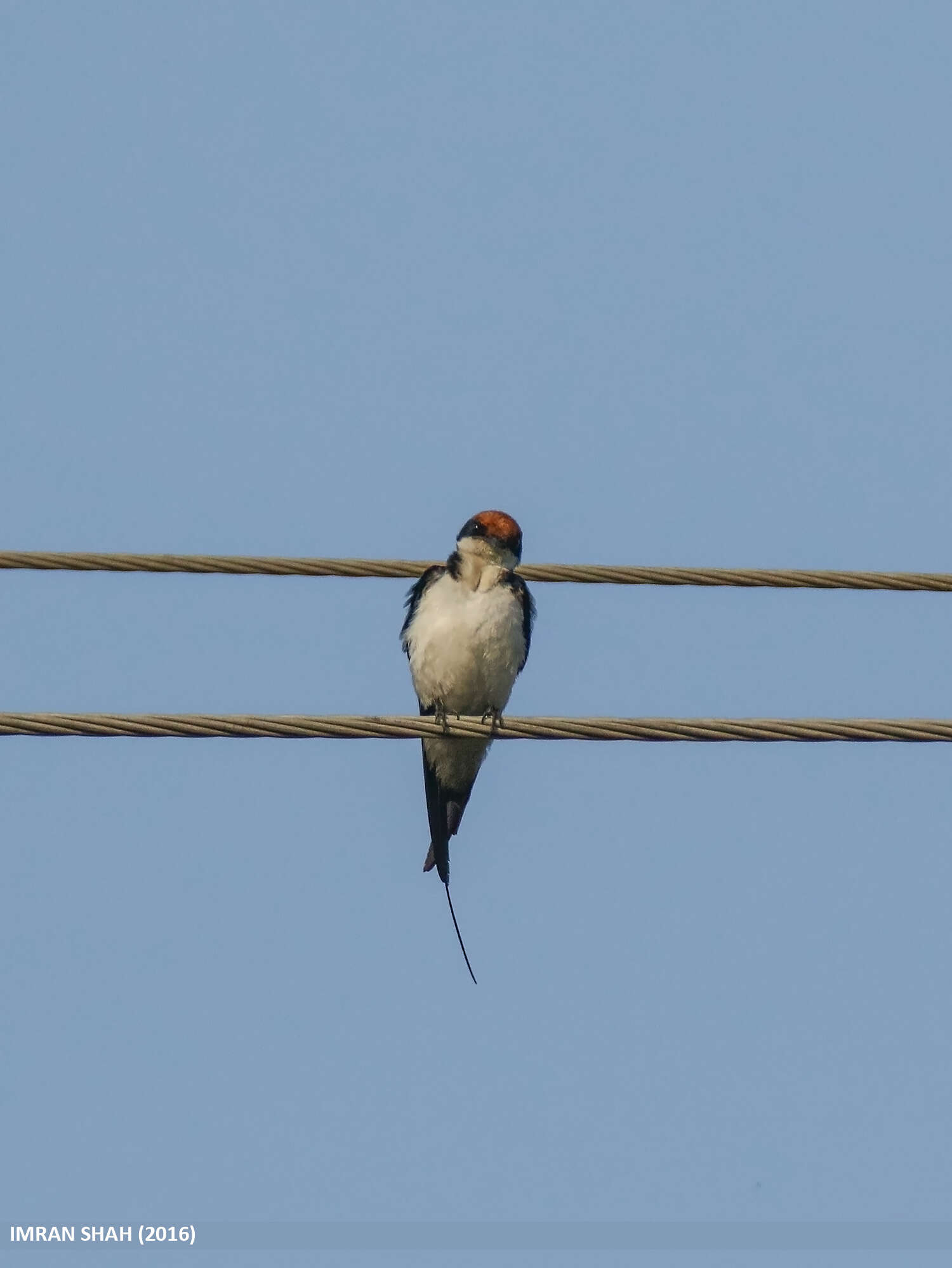 Hirundo smithii Leach 1818 resmi