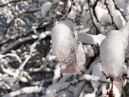 Plancia ëd Prunus subhirtella Miq.