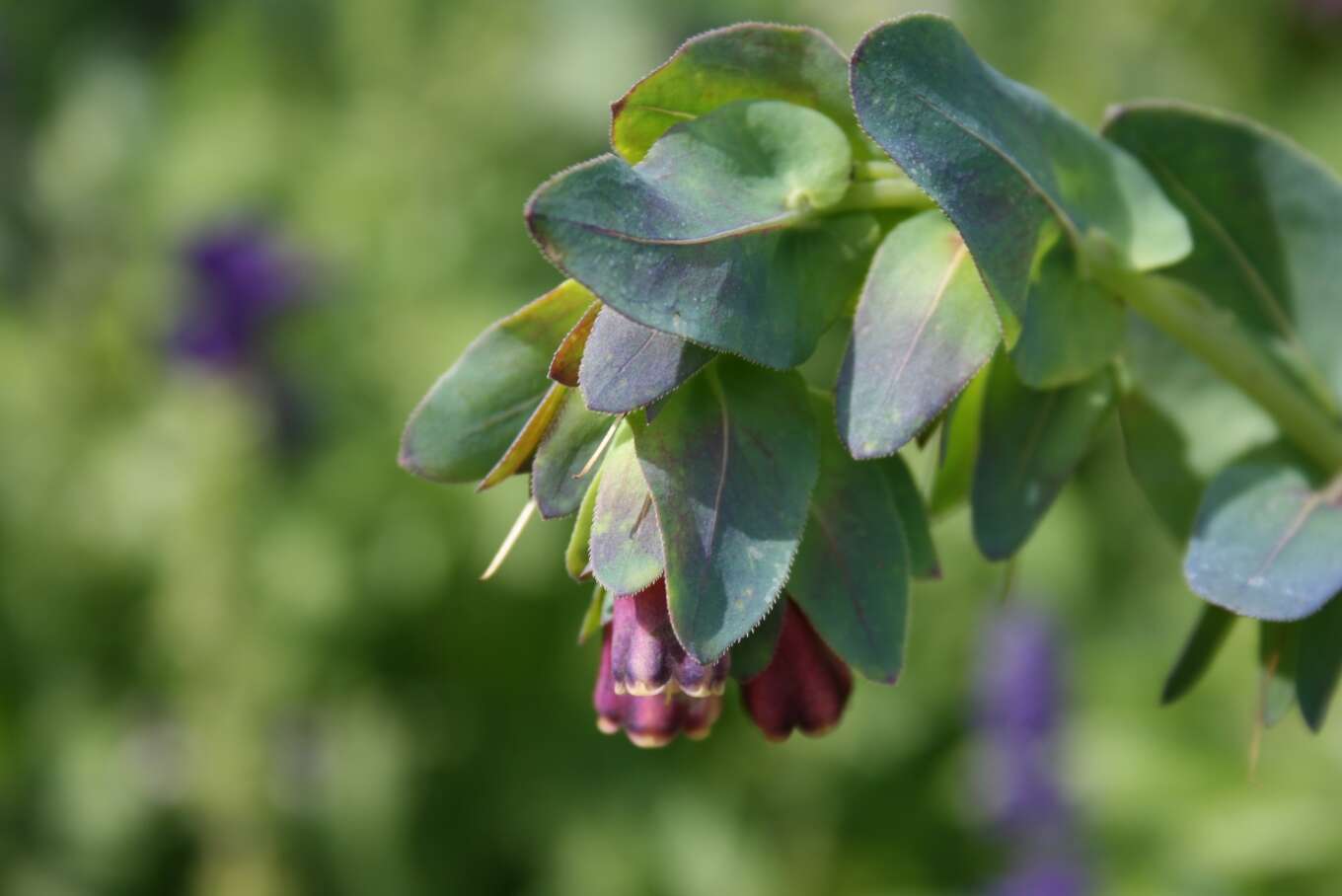 Cerinthe major L. resmi