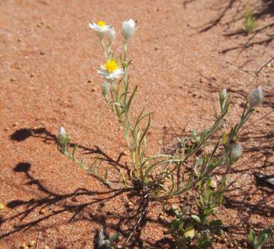 Image of Common White Sunray