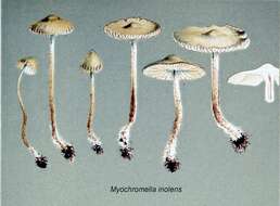 Image of Myochromella