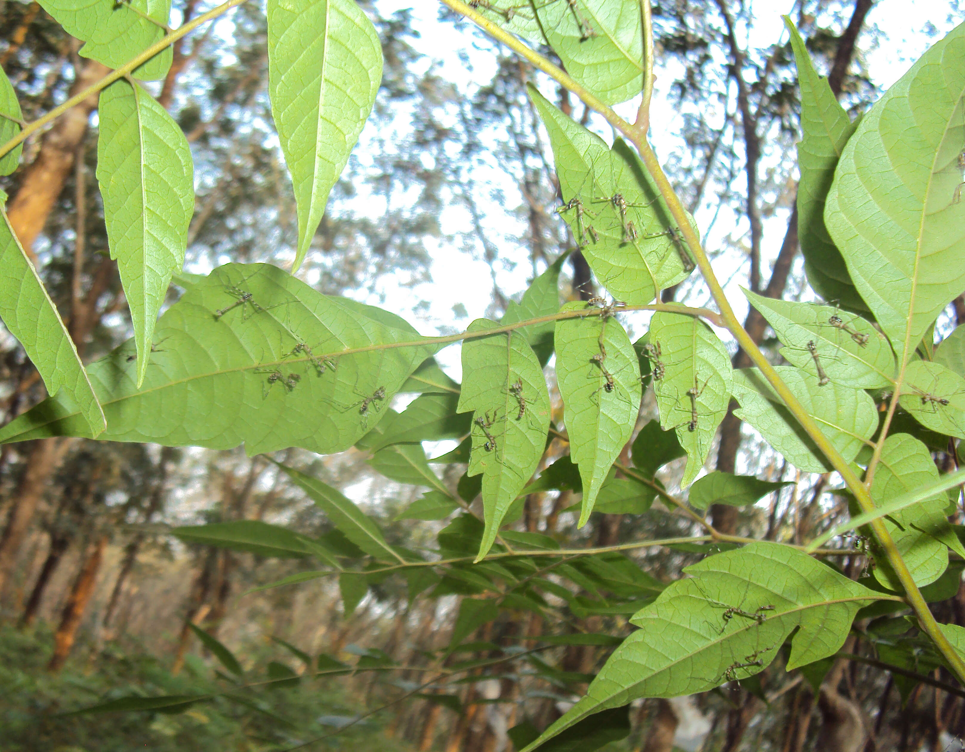 Image of Chukrasia tabularis A. Juss.