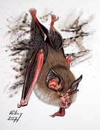 Image of Lesser Horseshoe Bat