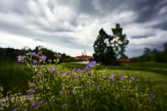 Image of Wood Crane's-bill