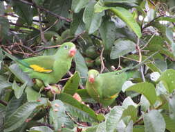 Image of Yellow-chevroned Parakeet