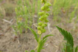 Image of Cuman ragweed