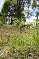 Image of Tall flatsedge