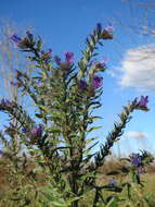 Imagem de Echium vulgare L.