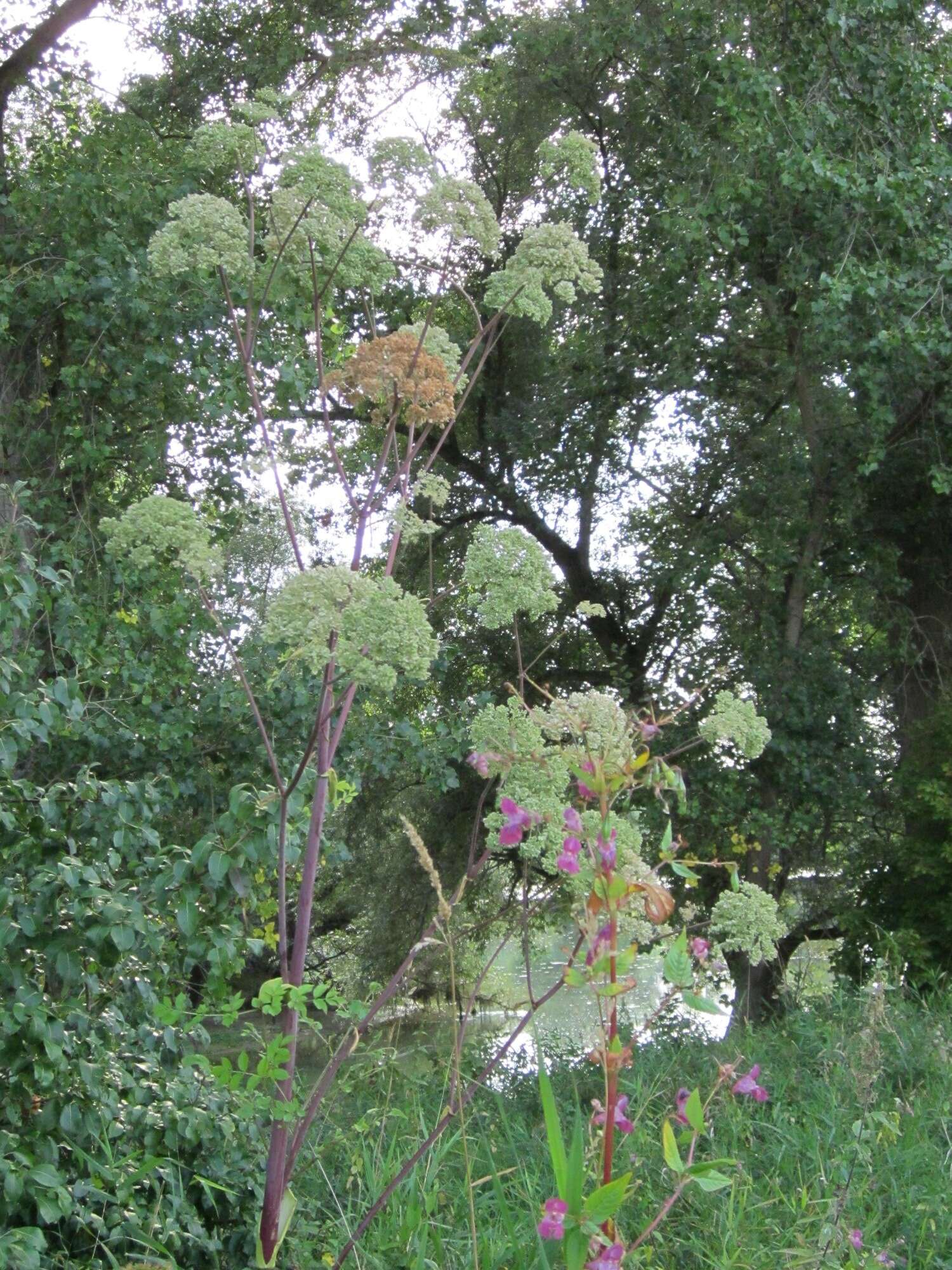 Image of wild angelica