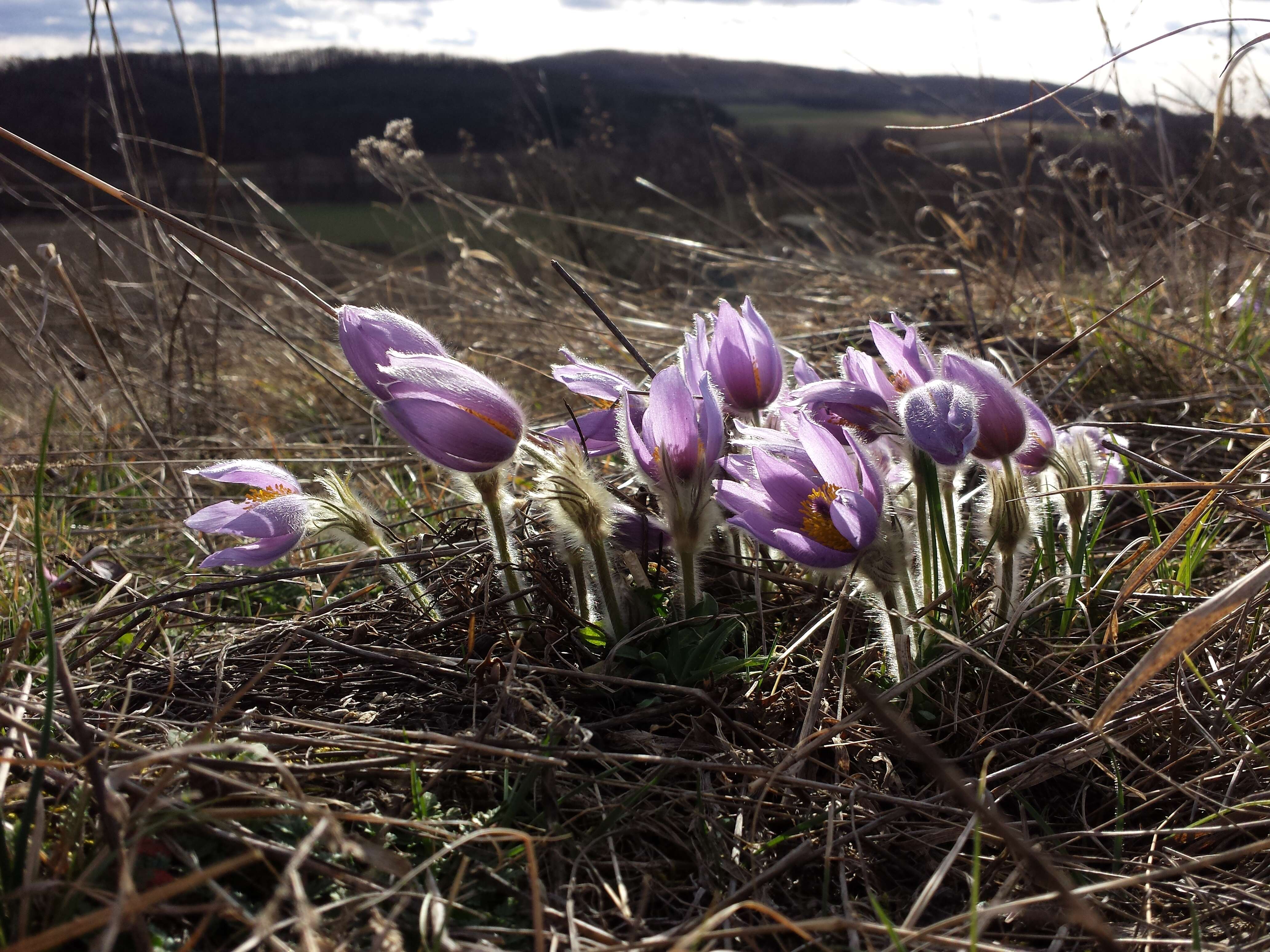 Image of Greater Pasque Flower