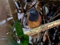 Image of White-shouldered Antbird