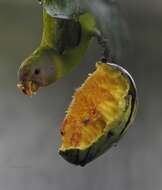 Image of Plum-headed Parakeet