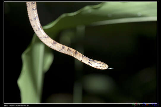 Image of Formosa Slug Snake