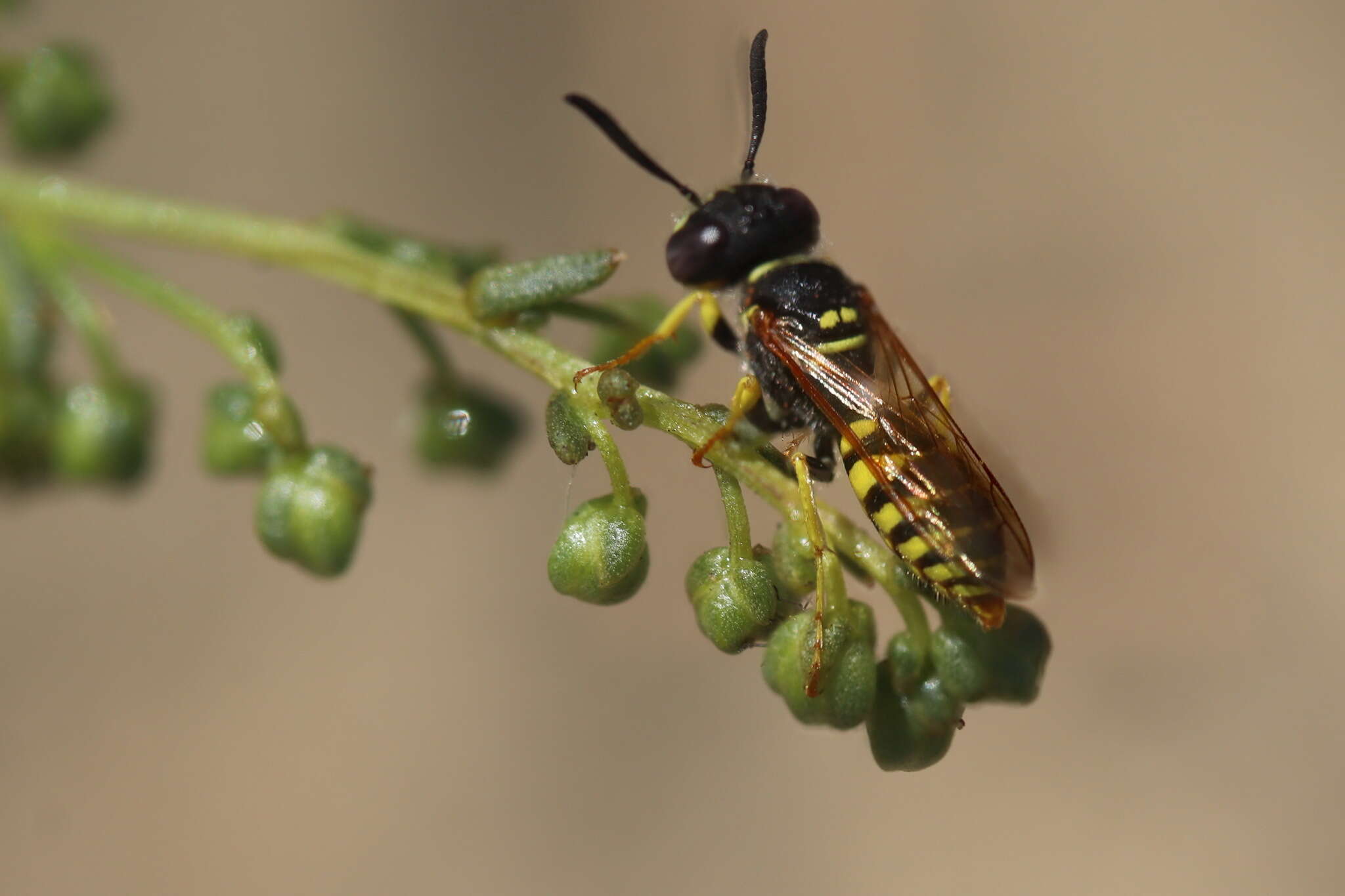 Image of European beewolf