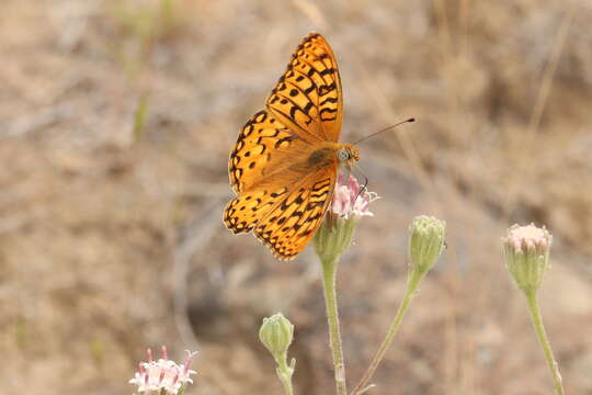 صورة Speyeria coronis Behr 1862