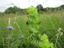 Image of European yellow rattle