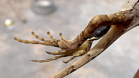 Image of Wied's Fathead Anole